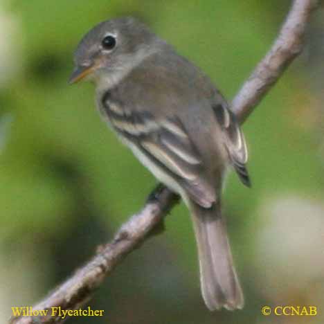 Birds of North America