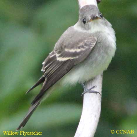 Birds of North America