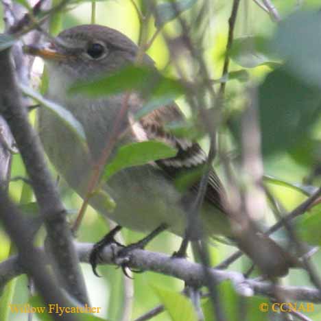 Birds of North America