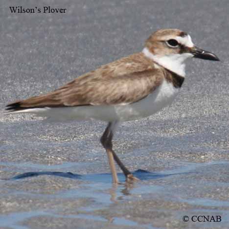 Wilson's Plover
