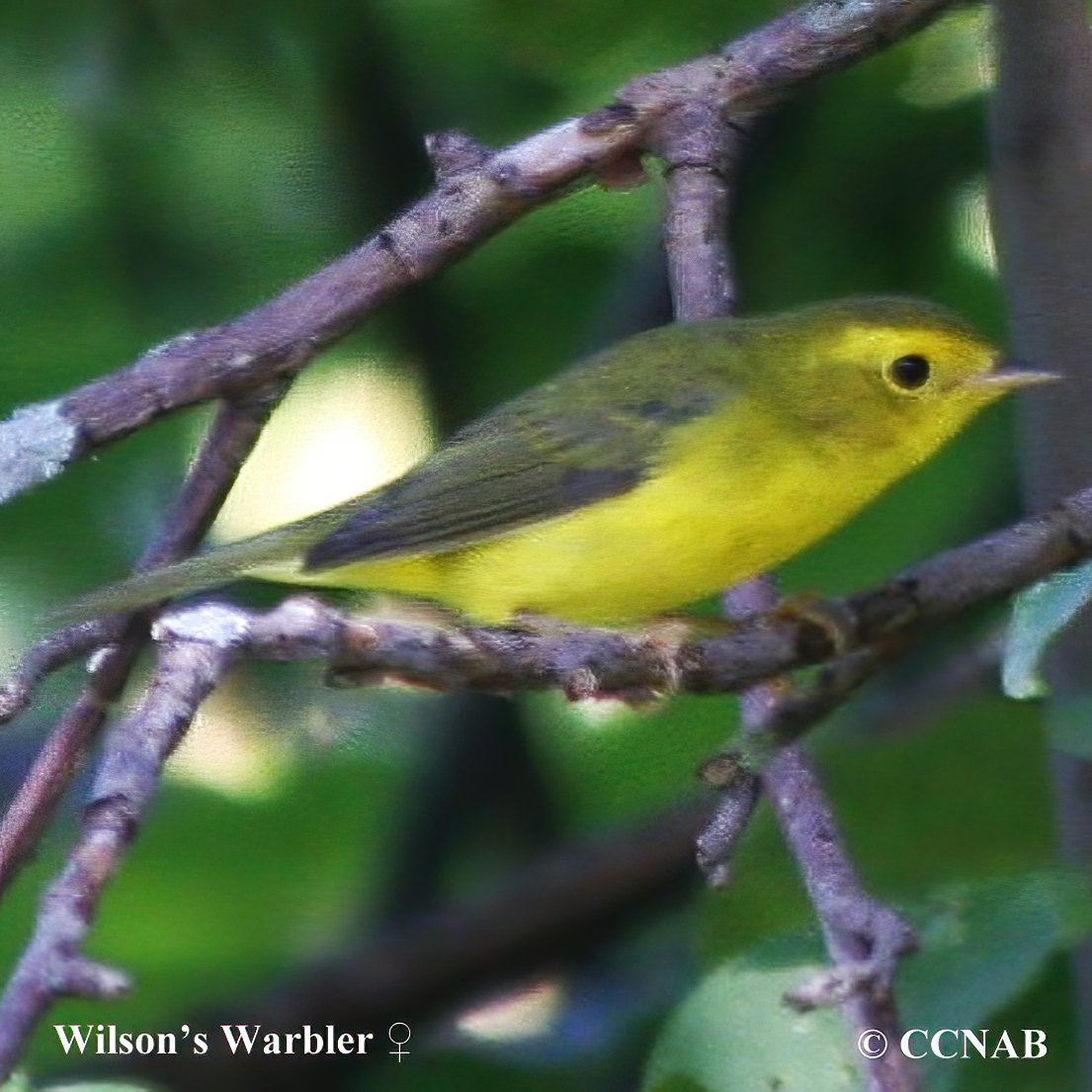 Birds of North America