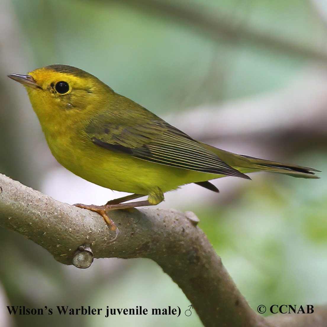 Birds of North America
