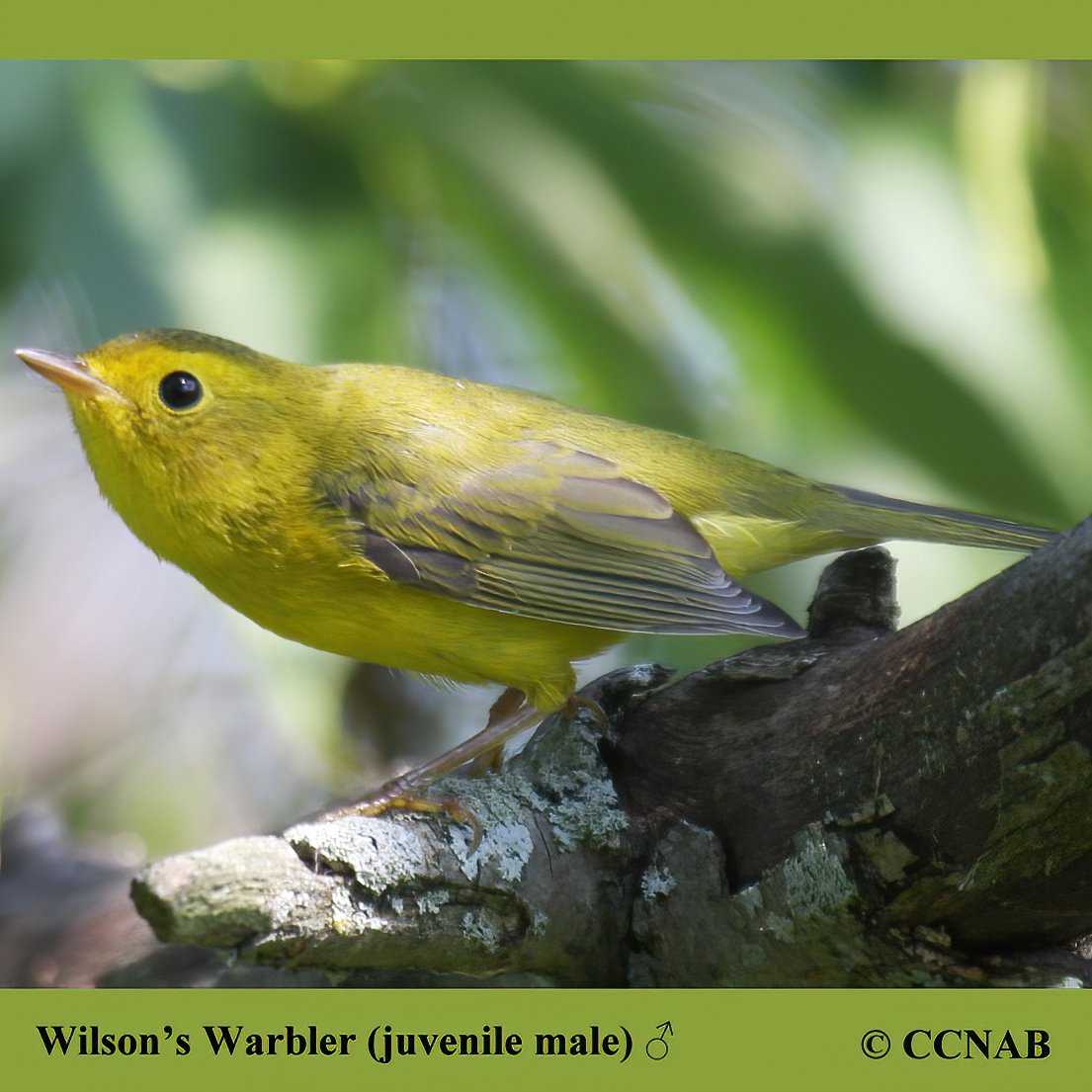 North American Thrushes