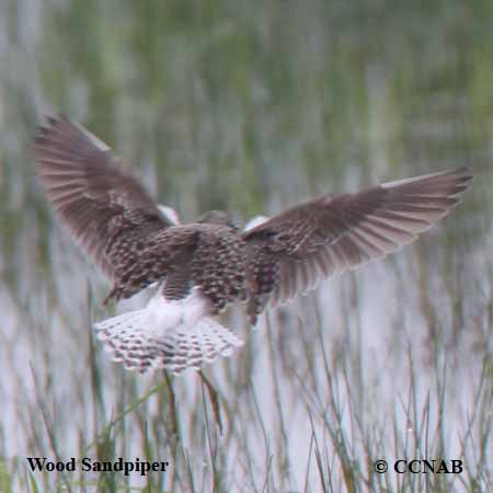 Wilson-s_Snipe