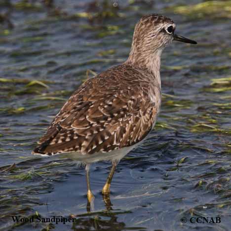 Wilson-s_Snipe