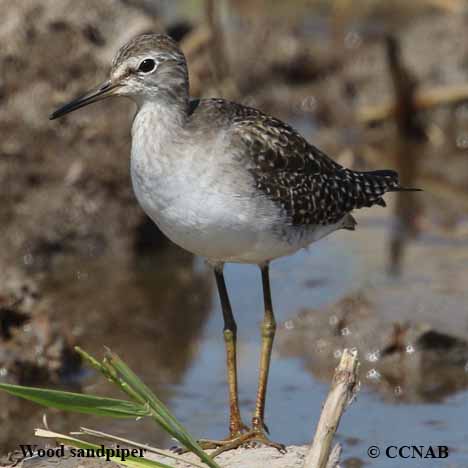 Wilson-s_Snipe