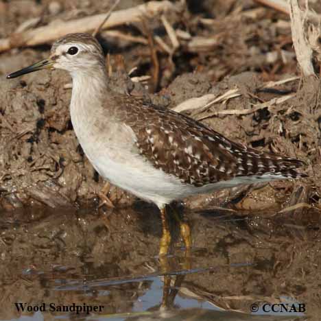 Wilson-s_Snipe