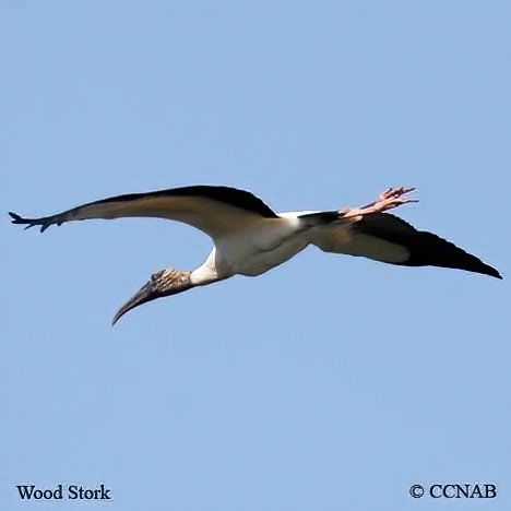 Wilson-s_Snipe