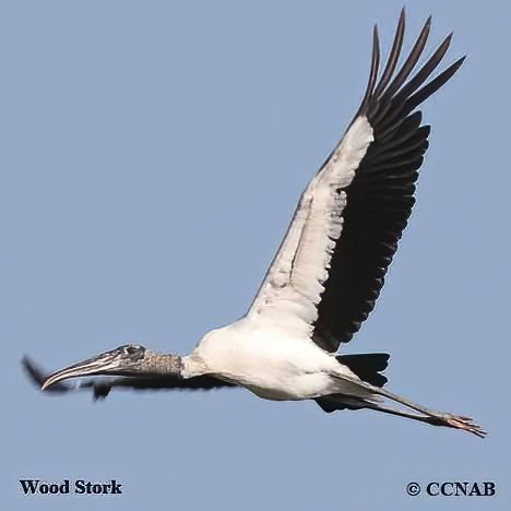 Wilson-s_Snipe