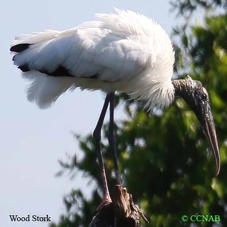 Wilson-s_Snipe