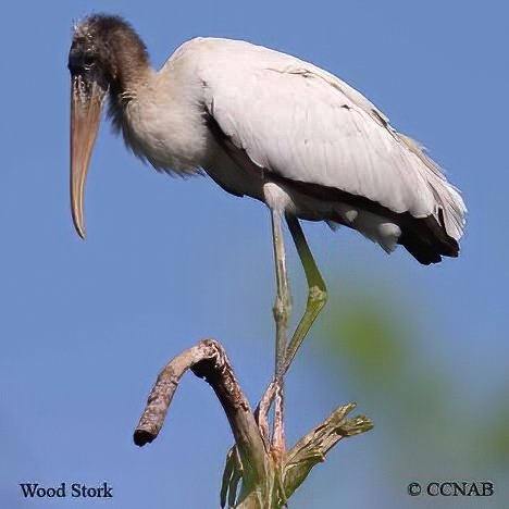 Wilson-s_Snipe