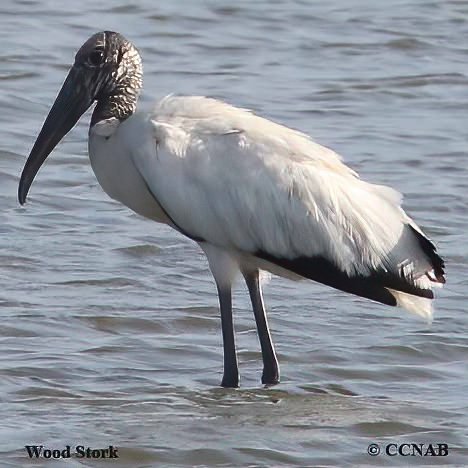 Wilson-s_Snipe