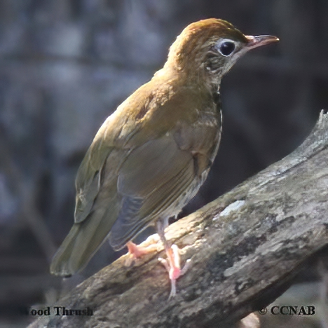 Birds of North America