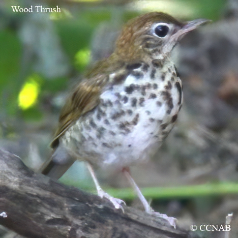 Birds of North America