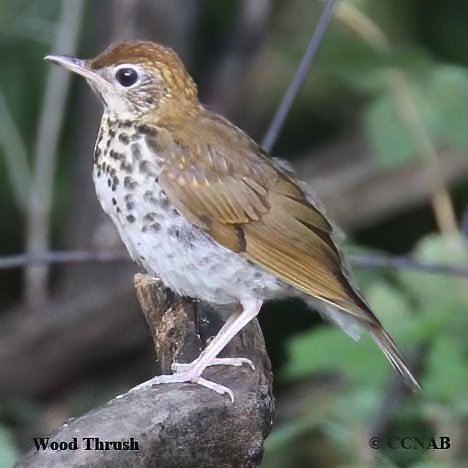 North American Thrushes
