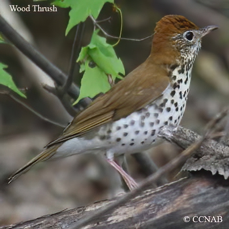 Wood Thrush
