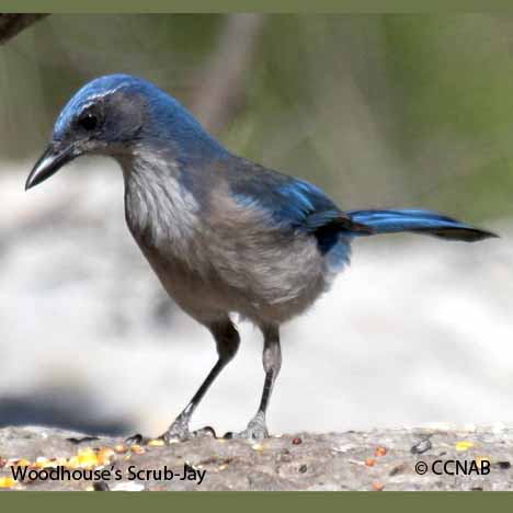 Birds of North America