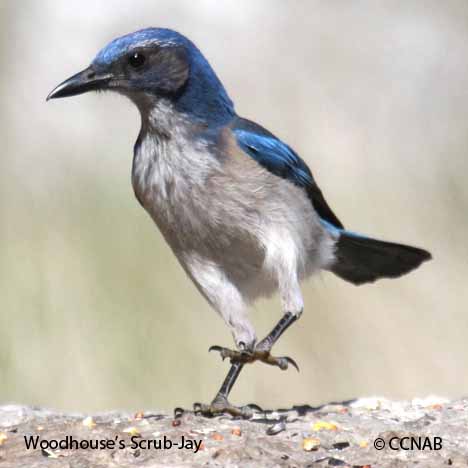 Birds of North America