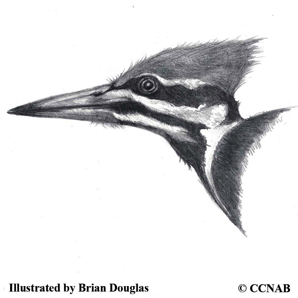 woodpeckers