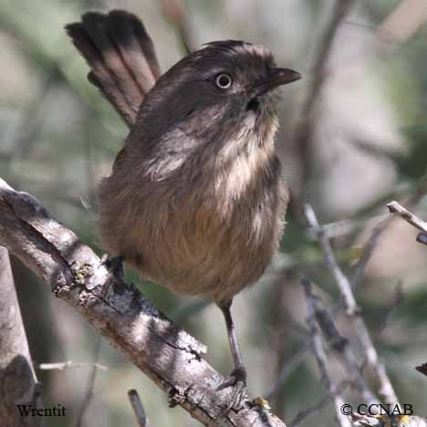 Birds of North America