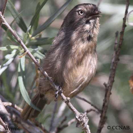 North American Wrentits
