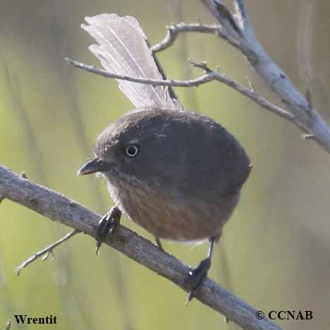 Wrentit