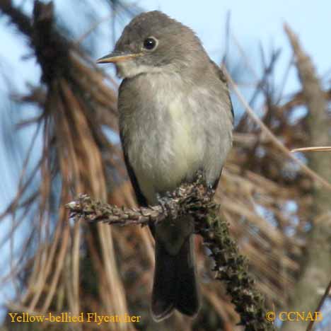 Birds of North America