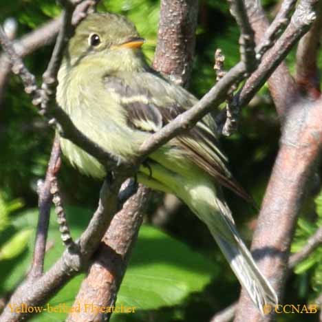 Birds of North America