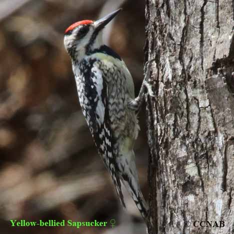 Birds of North America