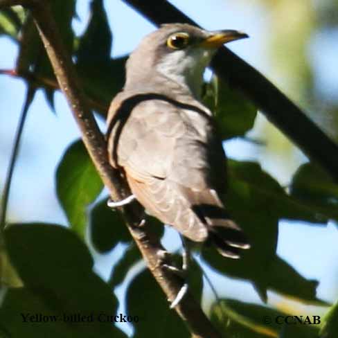 Birds of North America