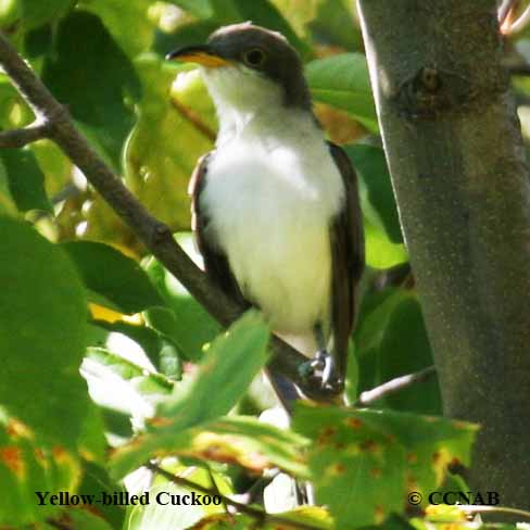 Birds of North America
