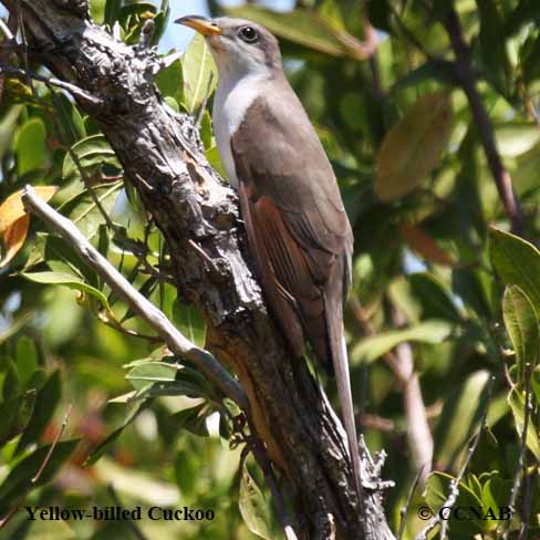 North American Cuckoos