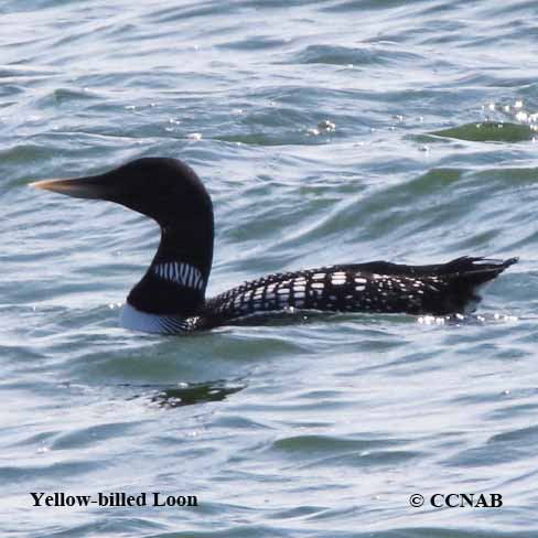 Birds of North America