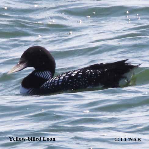 Birds of North America