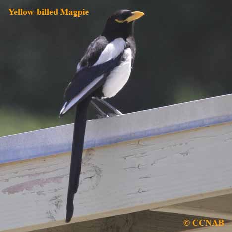 Birds of North America