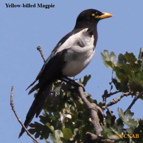 Birds of North America