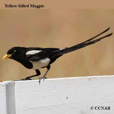 Yellow-billed Magpie