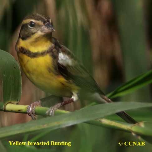 Birds of North America
