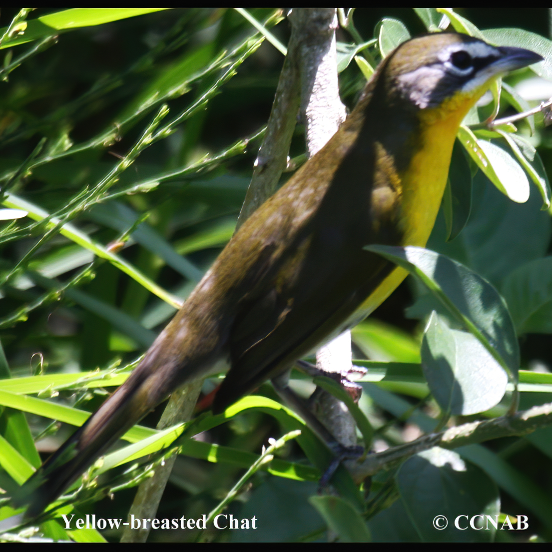 Birds of North America