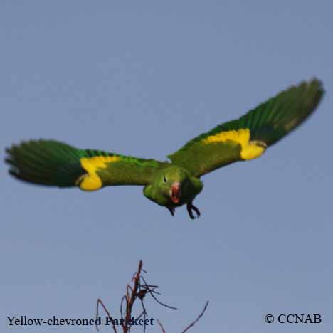 Birds of North America
