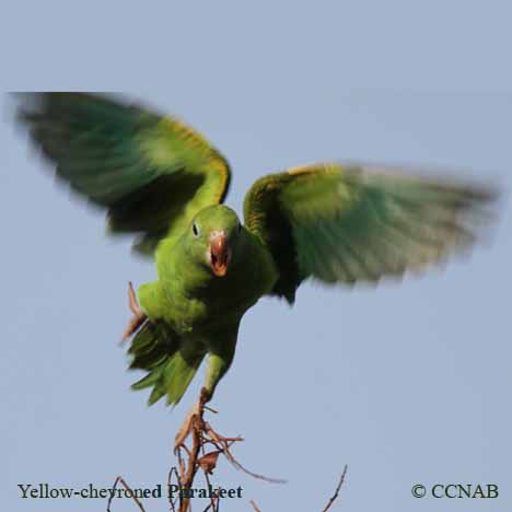 Birds of North America