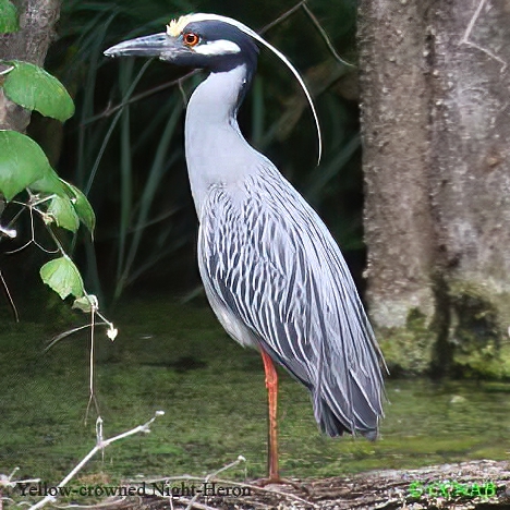 Yellow-crowned Night-Heron