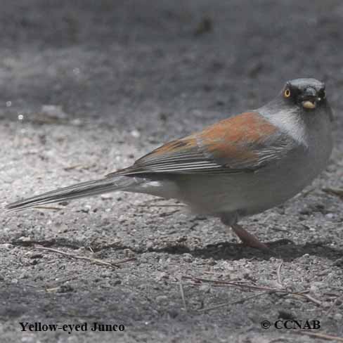 Birds of North America