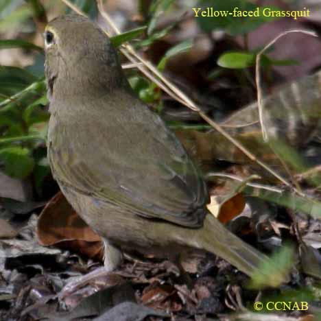 Birds of North America
