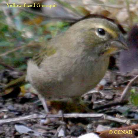 Birds of North America