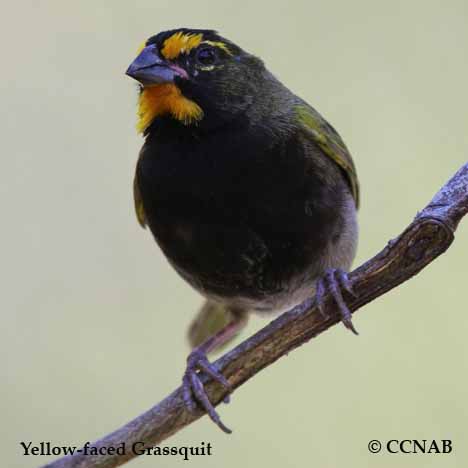 Birds of North America
