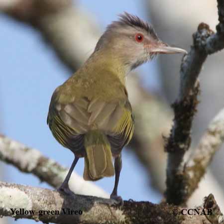 Birds of North America