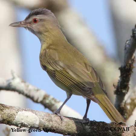 Birds of North America