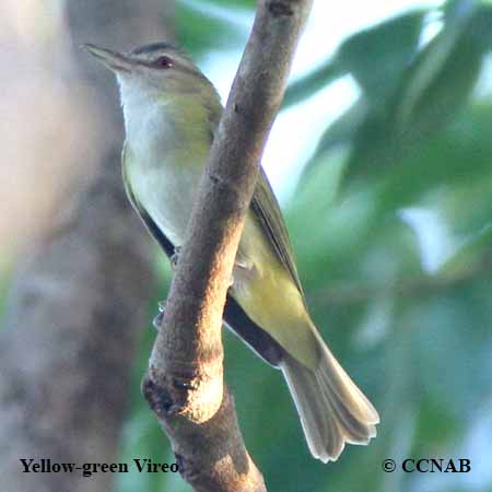 Birds of North America