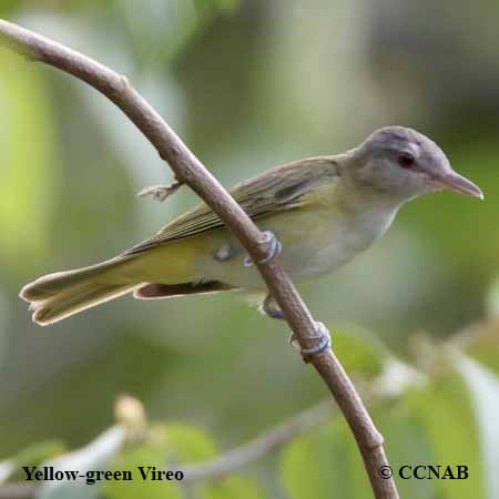 Birds of North America